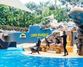 Почивка в Испания - остров Тенерифе, директни чартъри от София - ALUA 4*